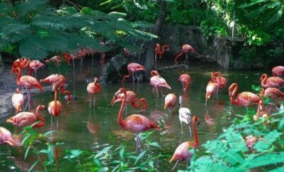 Ardastra Gardens, Zoo and Conservation Center