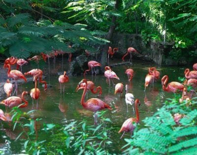 Ardastra Gardens, Zoo and Conservation Center